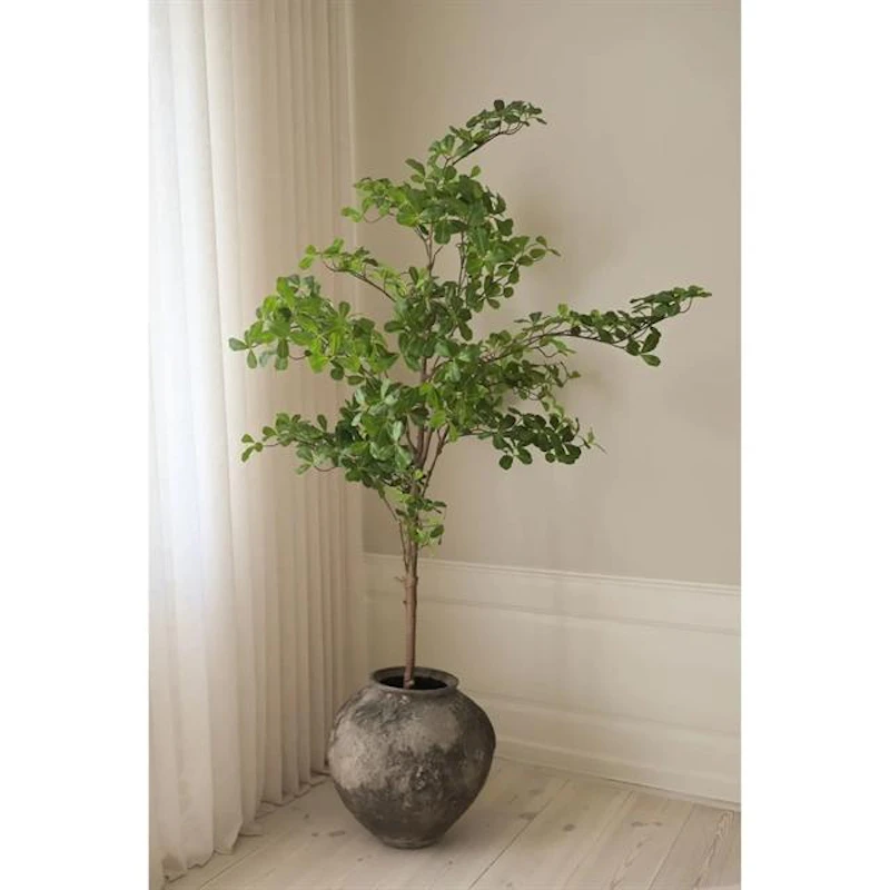 Tropical Almond Tre Grønn