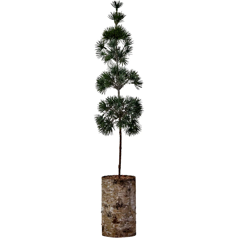 Pine Juletre 60 cm, Grønn