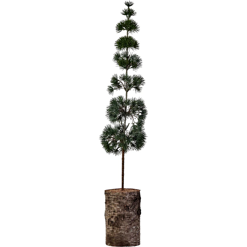 Pine Juletre 80 cm, Grønn